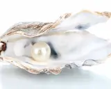 Perła w muszli, jak zrobić masę perłową. Piękna perła w otwartej muszli ostrygi na białym tle.