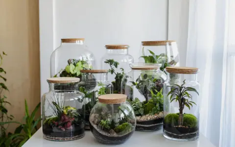 Miniature worlds thrive in glass jars. Różnorodne rośliny tworzą piękny ekosystem w słoiku, zamknięty pod korkiem.