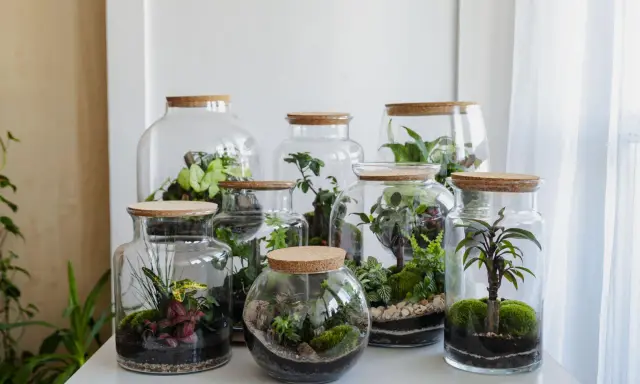 Miniature worlds thrive in glass jars. Różnorodne rośliny tworzą piękny ekosystem w słoiku, zamknięty pod korkiem.