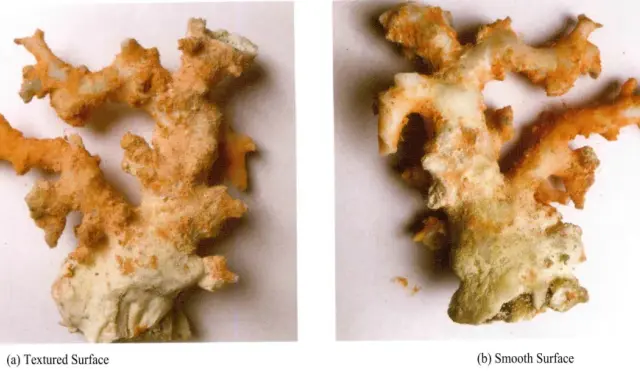 Dwa fragmenty koralowca, jeden o chropowatej, drugi o gładkiej powierzchni, pokazują, dlaczego koral zmienia kolor.