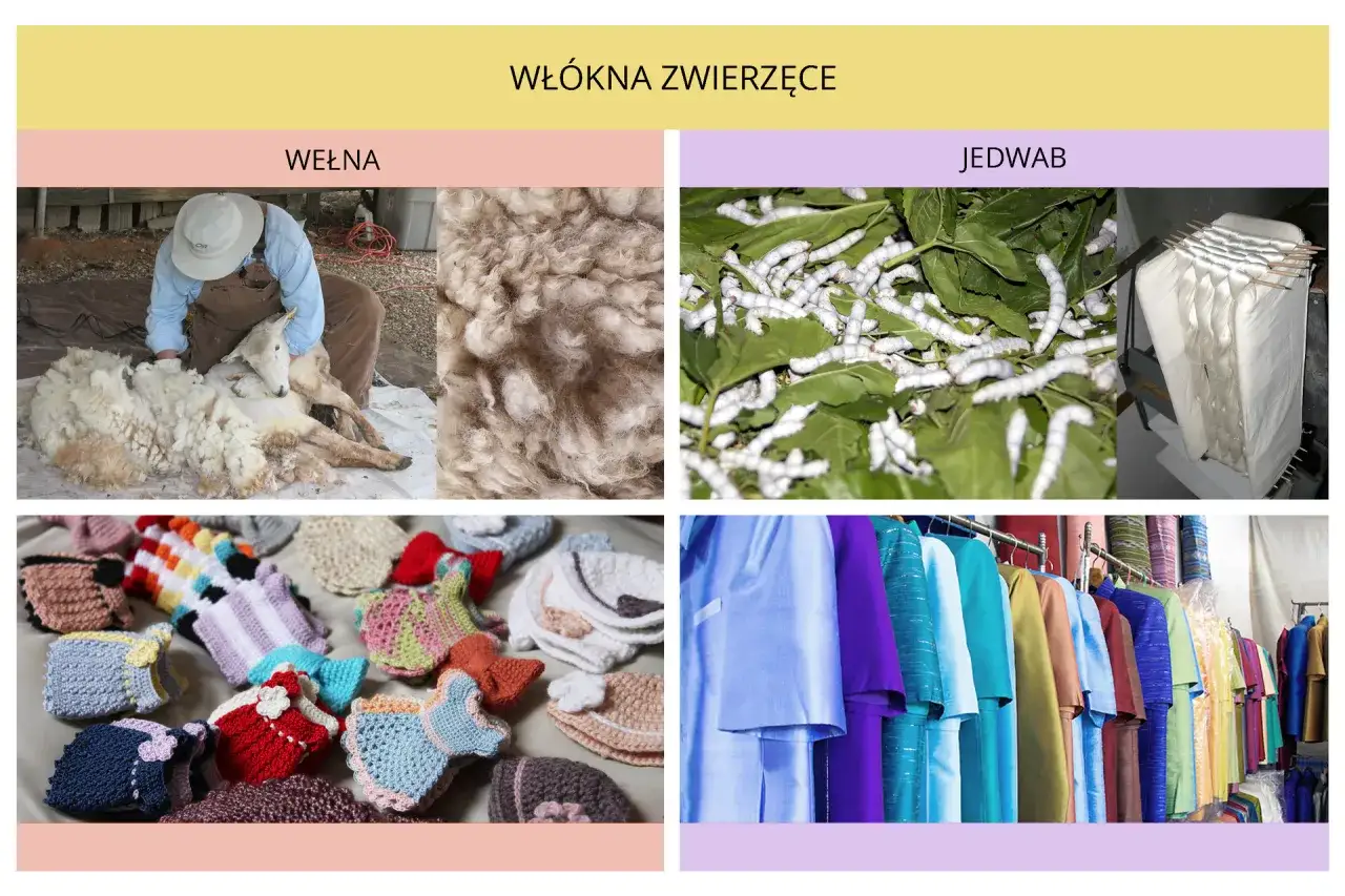 Jedwabne kokony i jedwabne tkaniny. Włókna zwierzęce, w tym wełna i jedwab, są podstawą wielu pięknych wyrobów.
