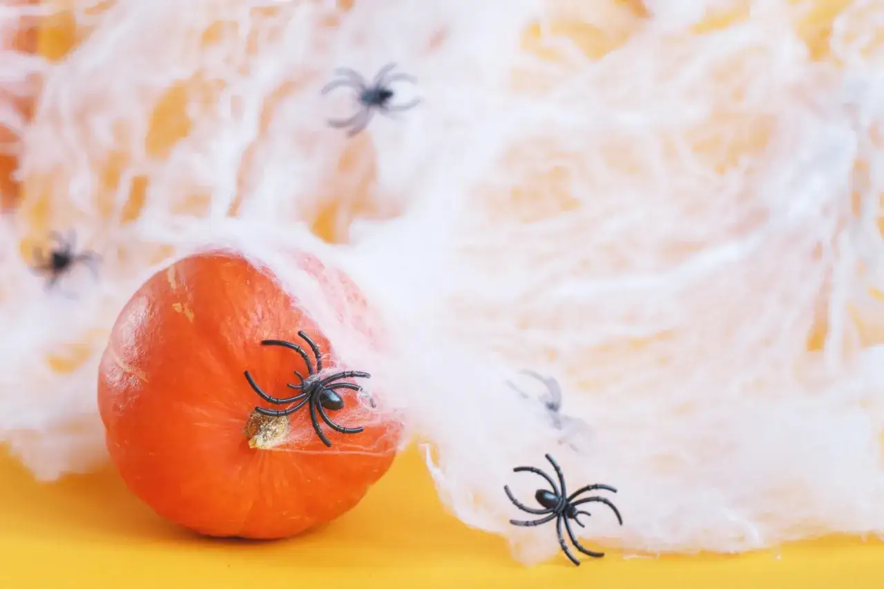 Pomarańczowa dynia i czarne pająki na białej pajęczynie na Halloween.